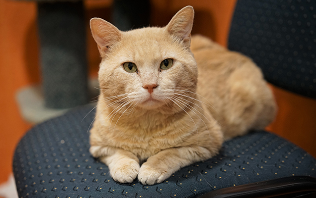 ginger cat sitting on office chair
